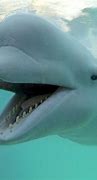 Image result for Adult Beluga Whale