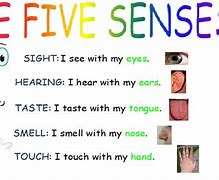 Image result for 5 Senses Touch