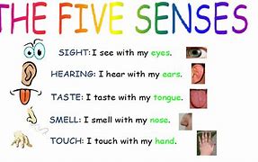Image result for 5 Senses Doodle Notes