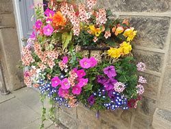 Image result for Hanging Basket Flowers