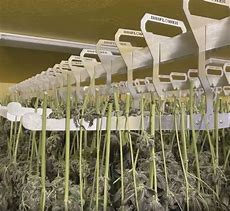 Image result for Cannabis Drying Rack