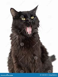 Image result for Wide Mouth Cat Meme