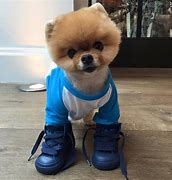 Image result for Jiffpom Skateboarding