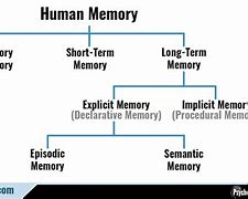 Image result for Different Types of Human Memory