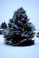 Image result for Outdoor Christmas Tree