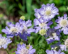 Scabiosa caucasica Perfecta に対する画像結果