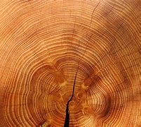 Image result for Wooden Grain