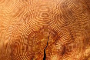 Image result for Tree Wood Grain