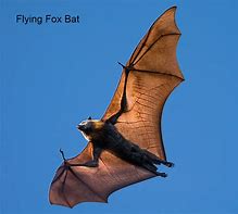 Image result for Bee Bat
