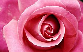 Image result for Pink Rose HD Wallpaper iPhone