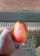 Image result for Apple Shaped Pear