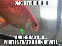 Image result for 3 Fish Meme