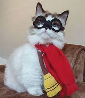 Image result for Funny Harry Potter Cats