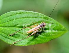 Image result for Brown Cricket Insect