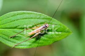 Image result for Brown Cricket Looking Insect