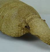 Image result for Image 5 Shell Armadillo