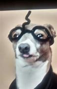Image result for Cermit the Dog