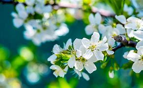 Image result for Computer Screen Backgrounds Flowers
