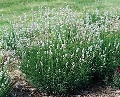 Image result for Lavandula angustifolia Edelweiss