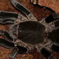 Image result for Cameroon Red Baboon Tarantula