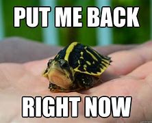 Image result for Disgusted Turtle Meme