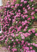 Image result for Climbing Roses On Brick Wall
