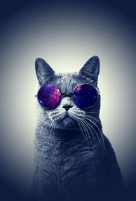 Image result for Cool Cat Desktop
