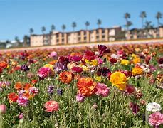 Image result for Famous Flower Field