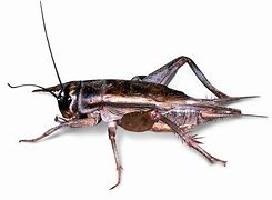 Image result for Cricket vs Grasshopper Image Stink Bugs