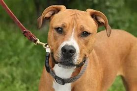 Image result for Pit Bull Mixed Boxer
