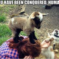 Image result for Cute Baby Goat Memes