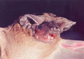 Image result for Bat Species and There Names