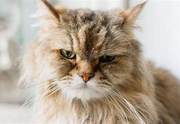Image result for Cranky White Cat
