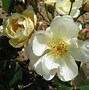 Image result for Muse Rambling Rose