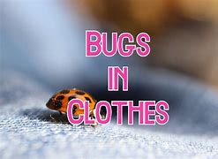 Image result for Bugs That Eat Clothes