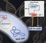 Image result for Gene Circuit