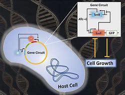 Image result for Genetic Circuit