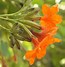 Image result for Orange Tree Flowers