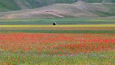 parco fiorito castelluccio di norcia la fiorita the flowering hd parco fiorito castelluccio di norcia la fiorita the flowering hd