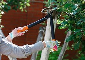 Image result for Fruit Tree Pruning Shears