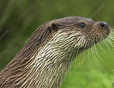 Image result for Otter Side View