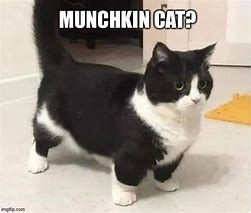 Image result for Munchkin Cat Big Head Meme