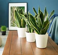 Image result for Air Purifier Plants for Bedroom