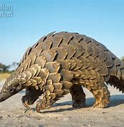 Image result for Unusual Animals of the World