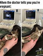 Image result for Pregnant Cat Meme