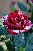Image result for Rosa Flores