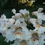 Image result for catalpa
