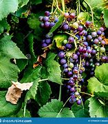 Image result for Sun Burn Green Grapes