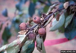 Image result for Fire Blight of Apple