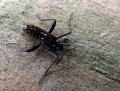 Image result for Water Cricket Insect